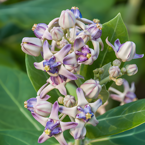 Calotropis