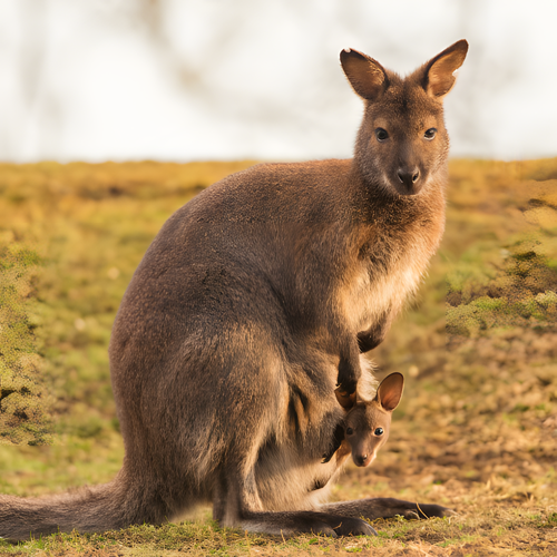 Wallaby